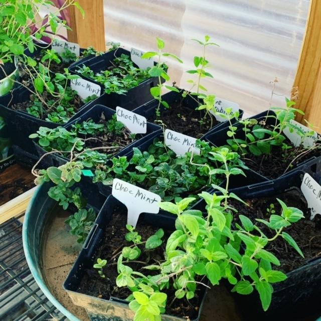 It is wise to plant mint in pots. If you don't, the mint will take over everything. I speak from experience. It is wise to plant mint in pots. If you don't, the mint will take over everything. I speak from experience.