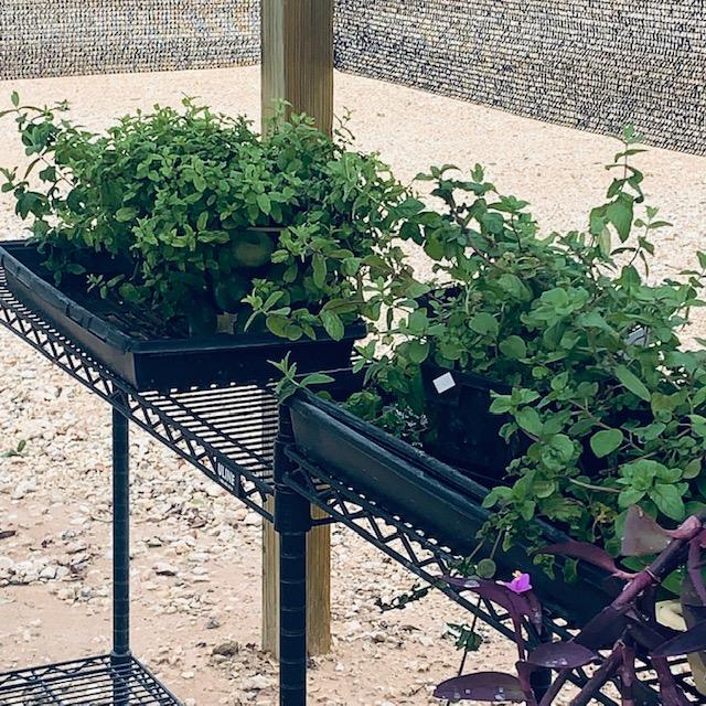Mint plants repel mosquitoes.
