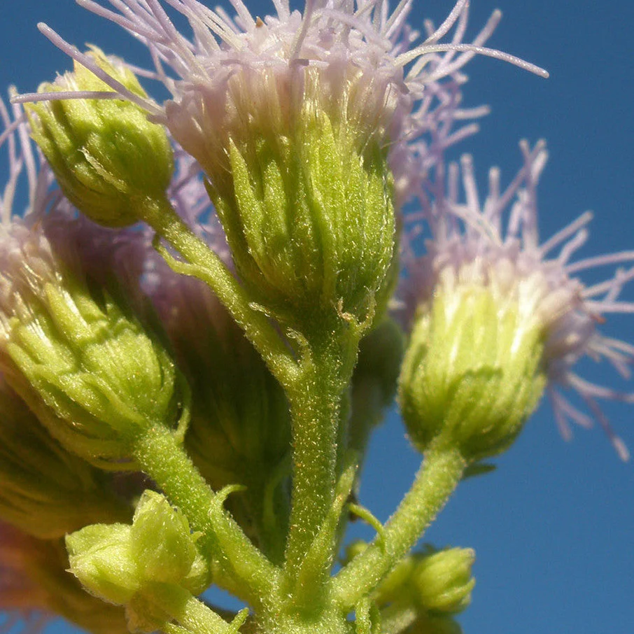 The Mistflower is a new seed variety for us this spring.