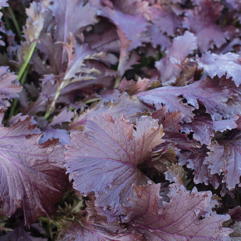 Miz America Mustard Greens are red. They are new to us this year and are Non-GMO.