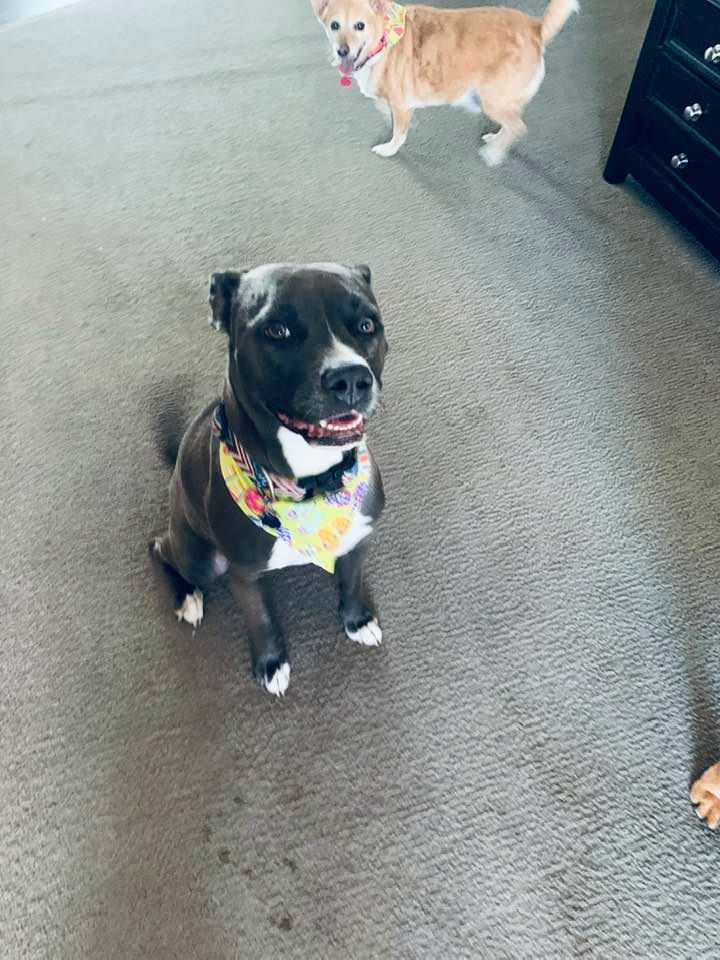 Molly is in the center of this photo all groomed up. Ethel is in the back and a bit of Annabelle's paw is on the right side. Molly is in the center of this photo all groomed up. Ethel is in the back and a bit of Annabelle's paw is on the right side.