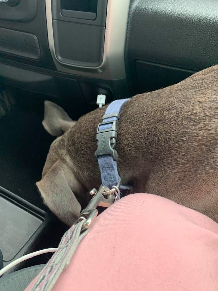 Molly couldn't get comfy riding home. She slept good once she got home.