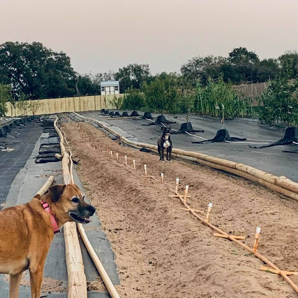 Molly and Lucy are exploring our new giant raised garden bed that Nacho made in our orchard earlier in the week.