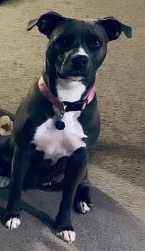 Molly sitting in the living room. She was a good dog who loved to chew things and rip them apart. We will miss her. Molly sitting in the living room. She was a good dog who loved to chew things and rip them apart. We will miss her.