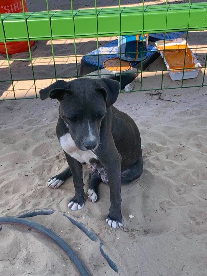 This is Molly, a young dog who just had puppies. She was dumped off by our farm and wandered in two weeks ago when they took our old gate down. This is Molly, a young dog who just had puppies. She was dumped off by our farm and wandered in two weeks ago when they took our old gate down.