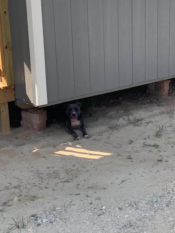 Molly likes to lie down under steps or under our buildings.