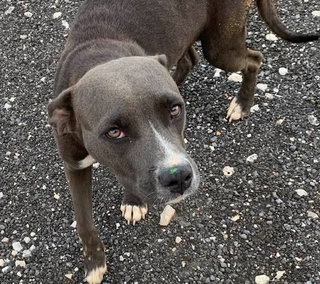 Molly loves being by the welder & today he painted the gate green.