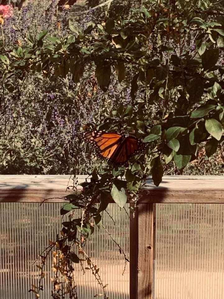 Here is a monarch butterfly in a San Antonio yard. During the spring and summer for the most part, the butterflies we have here are white or yellow.