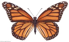 This is what a monarch butterfly looks like. There are other butterflies that look similar but they are not the same.