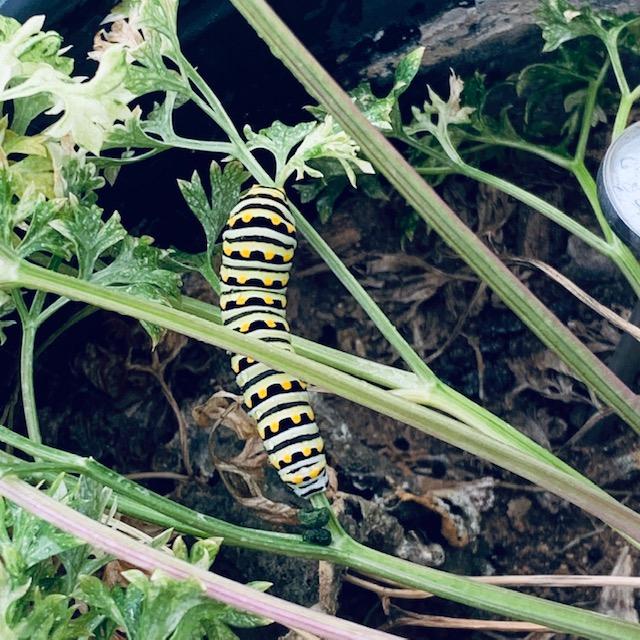 Here is another monarch caterpillar on my parsley, eating off all of the leaves. So there is proof that the only thing they eat is milkweed. I have a bunch of bare parsley plants.