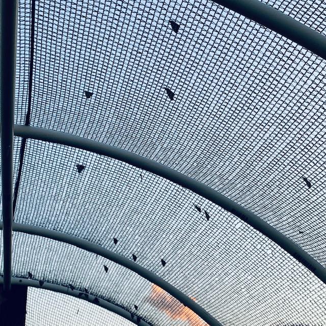 The fall monarch migration is still happening here in South Central Texas. Here are a few monarchs inside of our keyhole garden taken today. We're growing vegetable amaranth in there.
