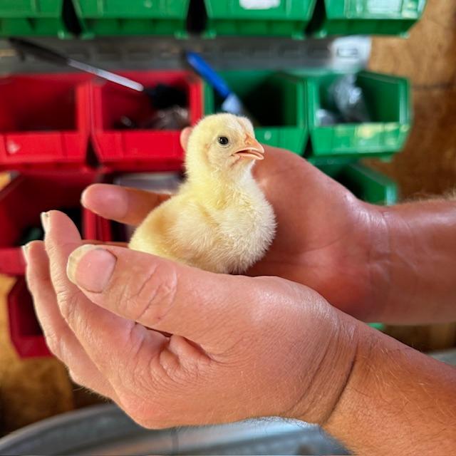 Matt holding a baby chick. They are doing well.