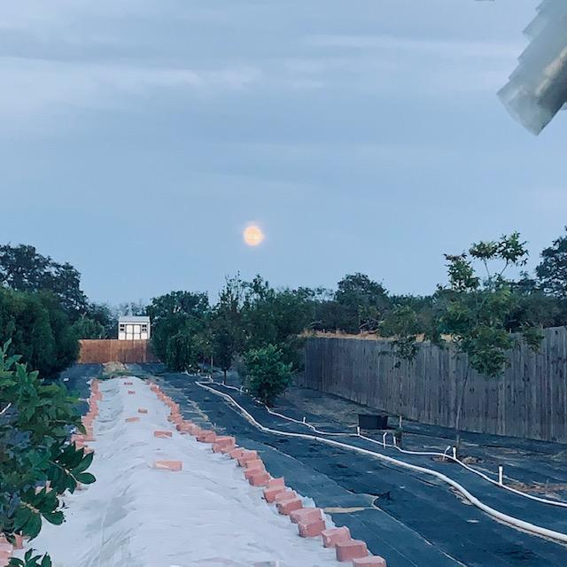 The moon above the back 40. We are killing weeds with plastic on garden beds held down by bricks. They grow so quickly.