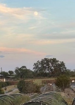 The moon is full and bright. I was looking forward to seeing the blood moon on Sunday but it happens at 12:45pm our time so we can't see it!