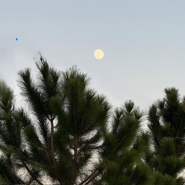 The full moon was up between the pine trees this evening.