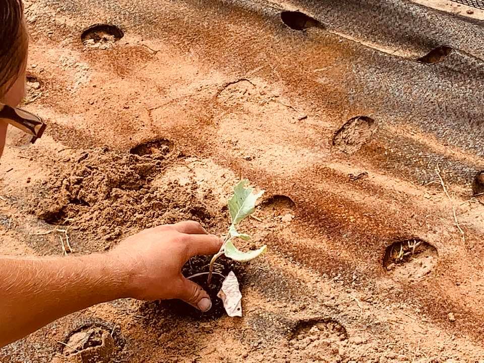 Close up of broccoli being planted in hoop house.