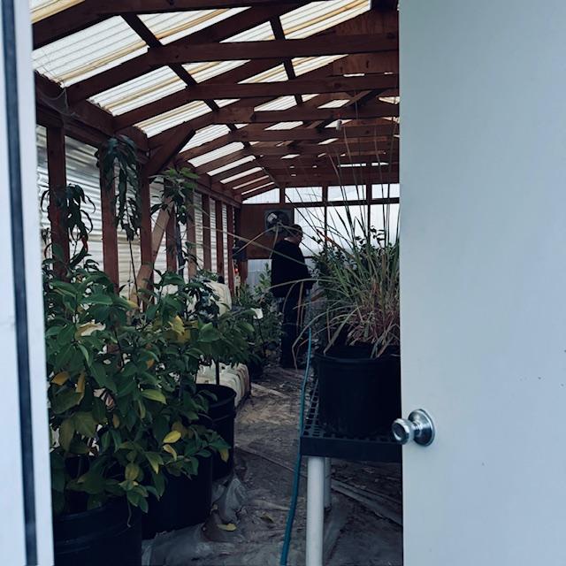 Matt watering my plants in the greenhouse today.