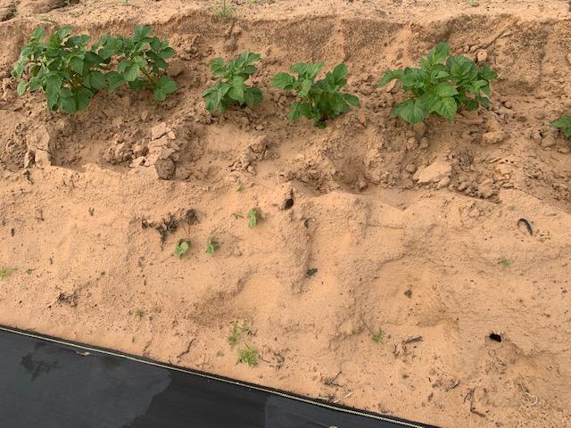 The potato plants are doing beautifully.