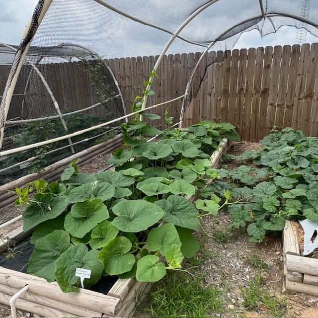 Two more beds of squash that I planted. We have a lot of it. The only thing that did not come up is the ground cherries. I planted 2 beds with 2 kinds...where are they? Two more beds of squash that I planted. We have a lot of it. The only thing that did not come up is the ground cherries. I planted 2 beds with 2 kinds...where are they?