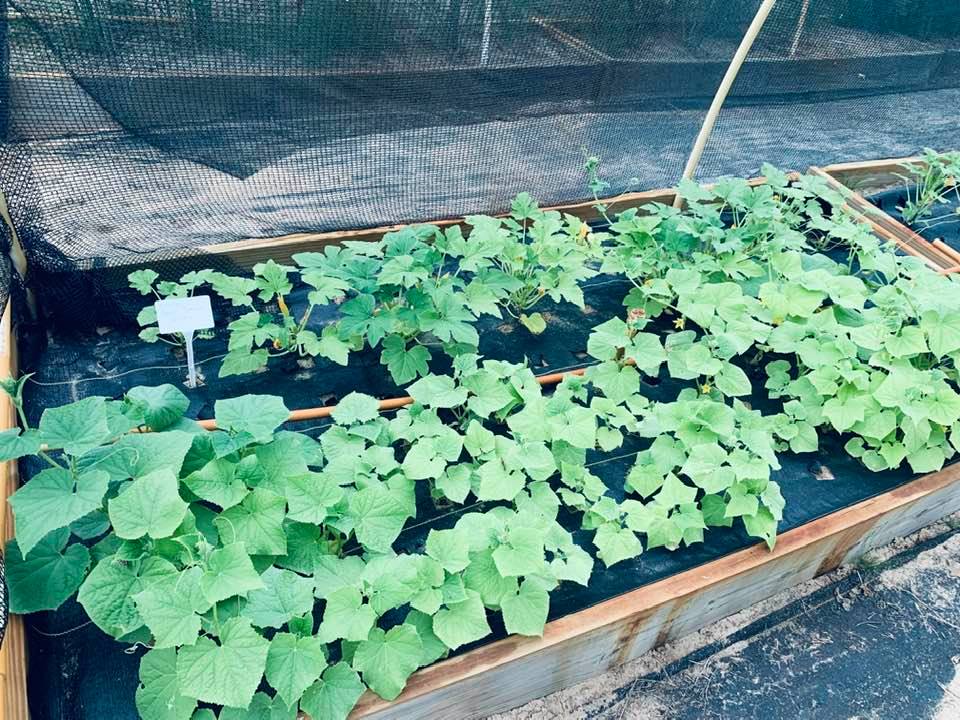 We have planted several different squashes and zucchinis in our raised garden beds as part of our fall crops.