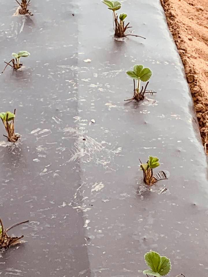 A close up of the Ruby June strawberries.