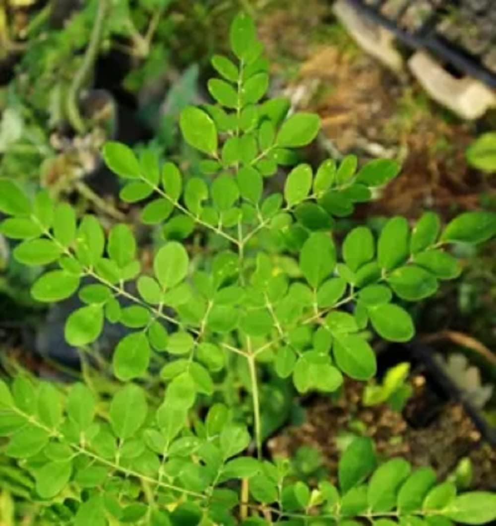 We now have Moringa seeds.