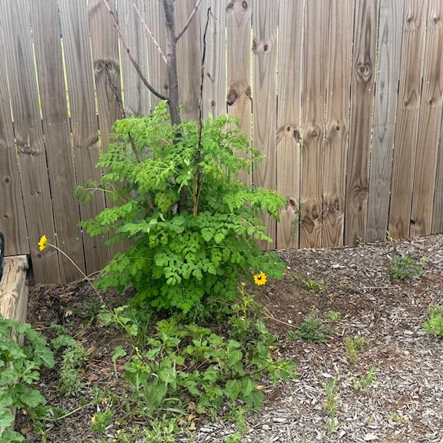 The moringa is coming back after this beautiful 7 foot tree froze in March. Someone told us it would come back but I was genuinely surprised. The moringa is coming back after this beautiful 7 foot tree froze in March. Someone told us it would come back but I was genuinely surprised.