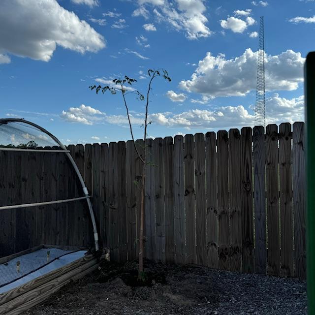 David grew this moringa tree from seed. Nacho planted in the front today.
