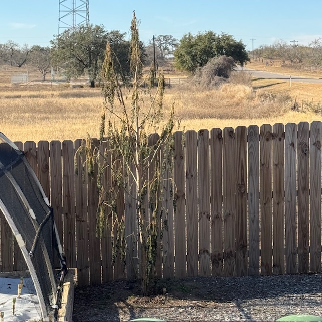 Our beautiful moringa tree froze.
