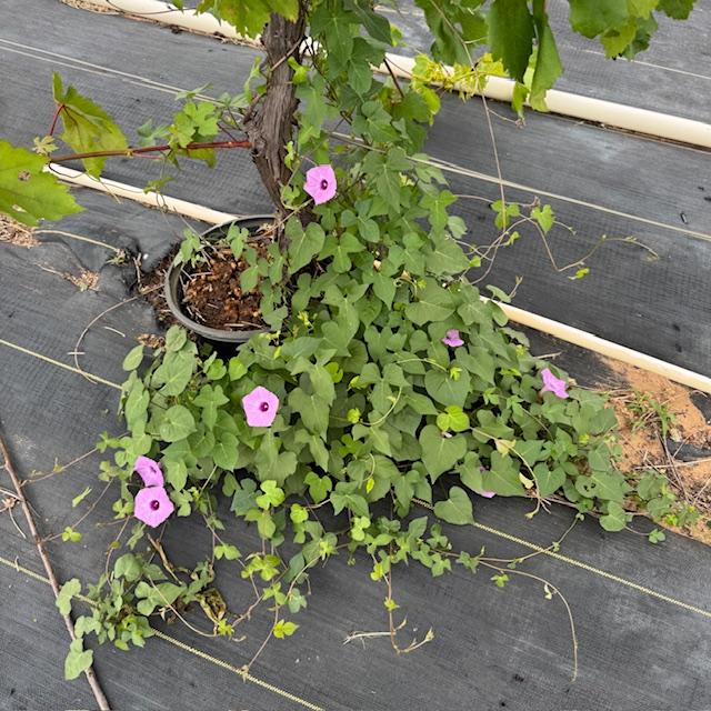 There are morning glories growing by our grapevines.