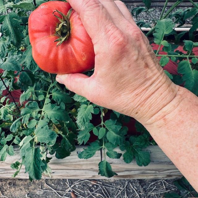 This is the large and first Mortgage Lifter Beefsteak tomato that I picked this season. It was so flavorful! This is the large and first Mortgage Lifter Beefsteak tomato that I picked this season. It was so flavorful!