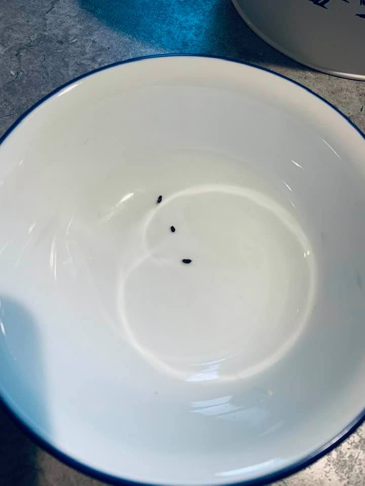 This bowl was left on the counter on Friday night so the mice left me a few lovely gifts in it on Saturday morning. This bowl was left on the counter on Friday night so the mice left me a few lovely gifts in it on Saturday morning.