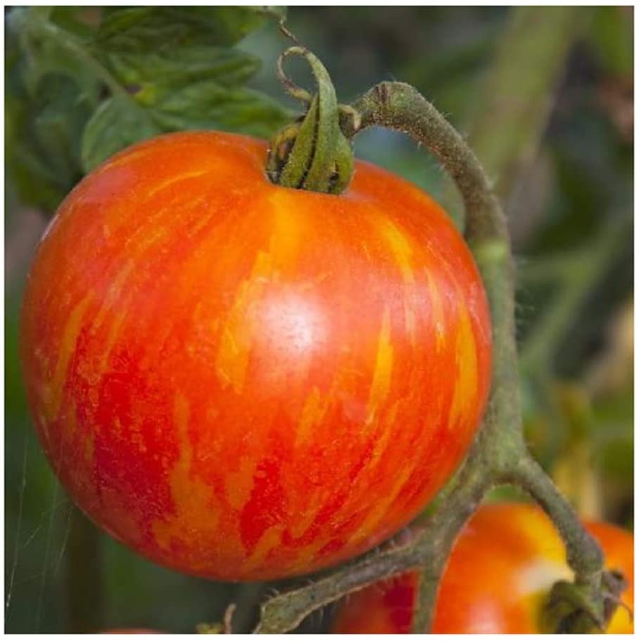 Mr. Stripey Beefsteak Heirloom Tomato