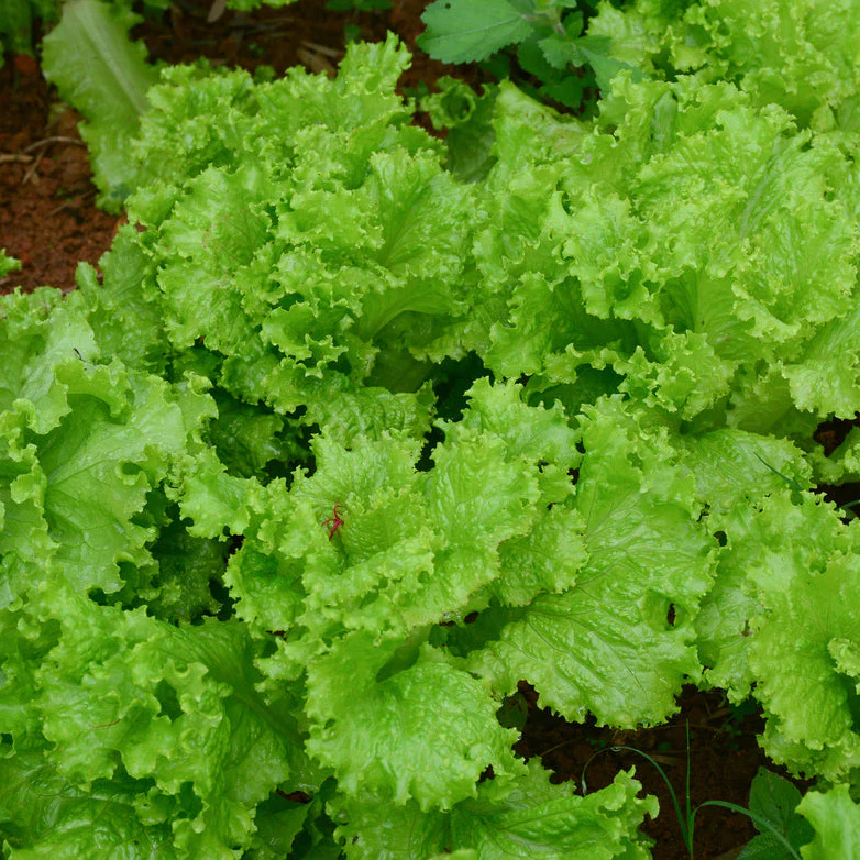 This is Muir, a summer crisp lettuce. It looks great, doesn't it?