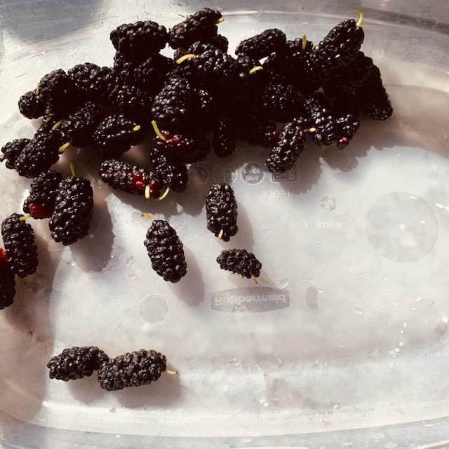 There were a lot of ripe mulberries but many were up too high for me. These have all been eaten by me. They are so sweet.