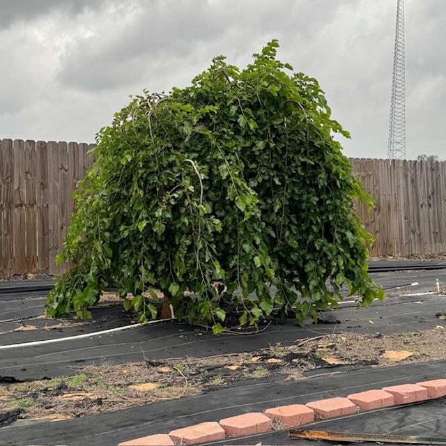 Our mulberry tree is all leafed out and already producing sweet mulberries.