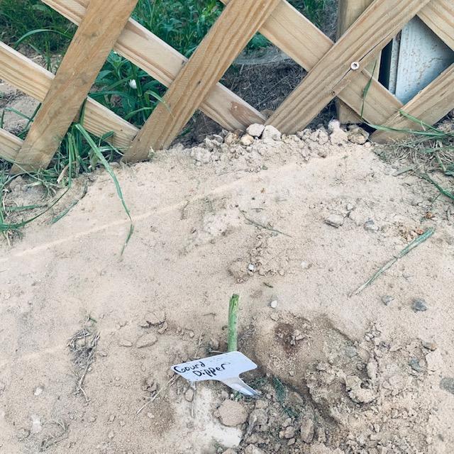 Here is what is left of my Dipper Gourd that I planted just days ago next to a trellis with a plant tag. The mower took it out but the sign is fine...How?