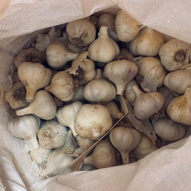 Music garlic is the favored garlic this year. It has a good flavor and is decent sized. We have sold a ton of it but don't worry! We still have some!