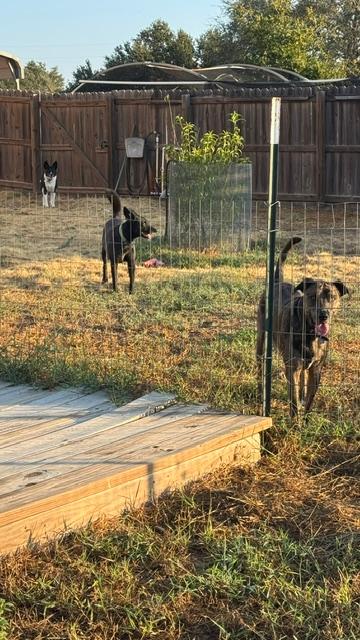 Our 3 dogs. Front to back: Trump, Pamela, and Sue Ellen out in the backyard on their side.