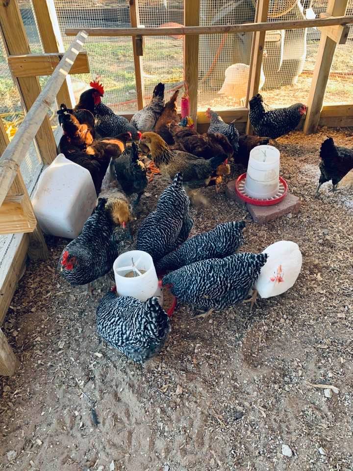 Most of our flock. There are always a few who won't come out of the nesting area.