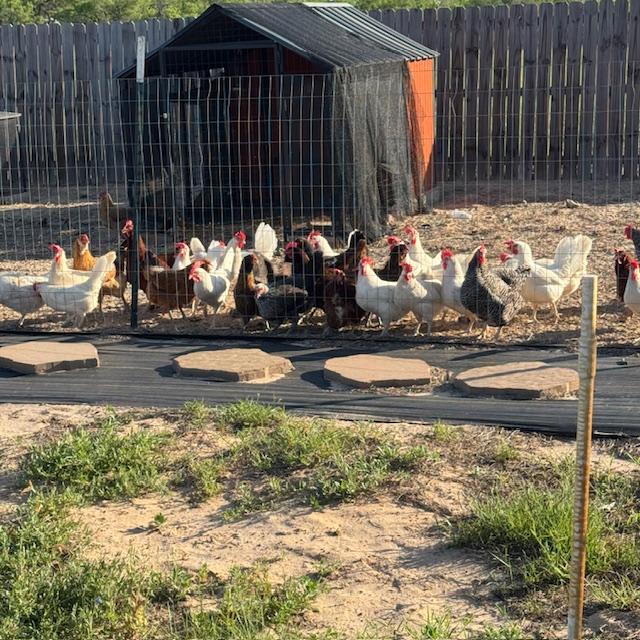 My hens are always happy to see me. I gave them some worm treats and they were thrilled.