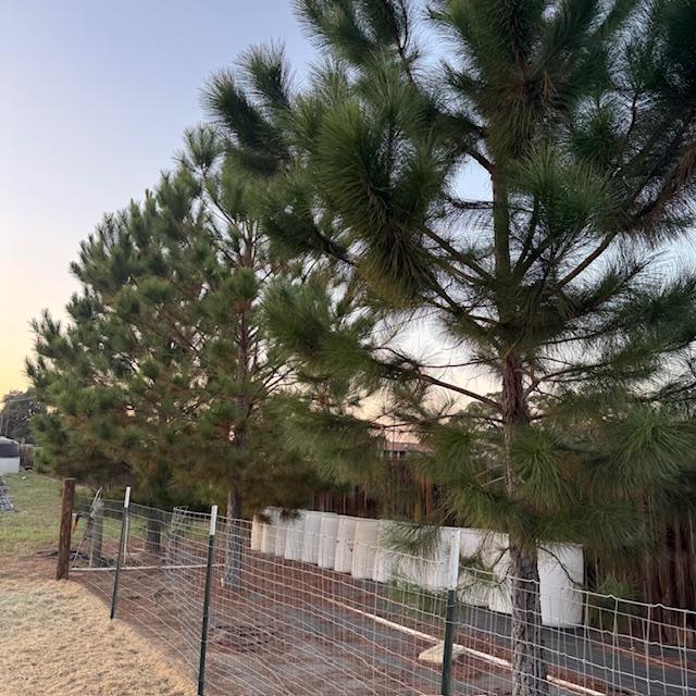 Some of my pine trees. We planted them right next to the goat pen long before we got goats.
