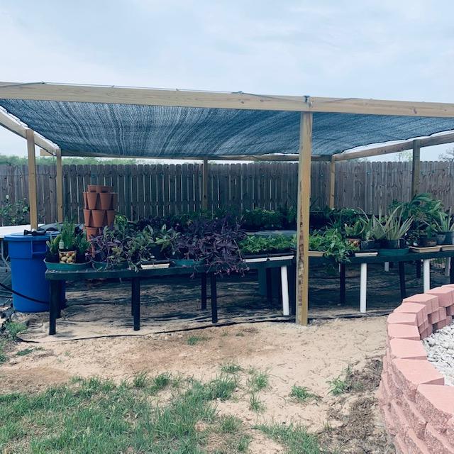 All of the plants that were in my greenhouse are now out.