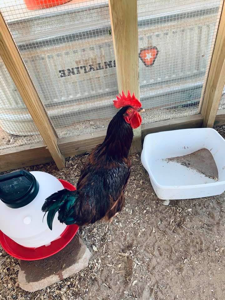 Look at our beautiful rooster, who was supposed to be a hen. No farm fresh eggs are coming from him but he can help us when we need more laying chicks.