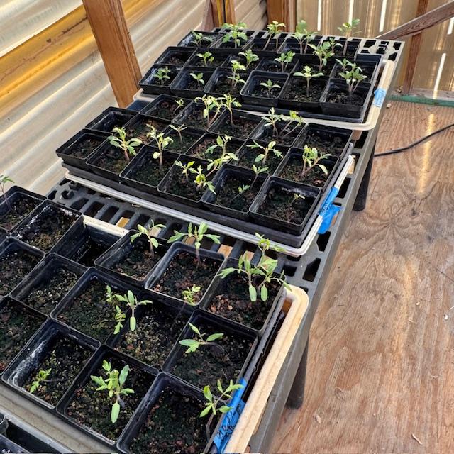 Here are my tomato plants growing in the greenhouse.