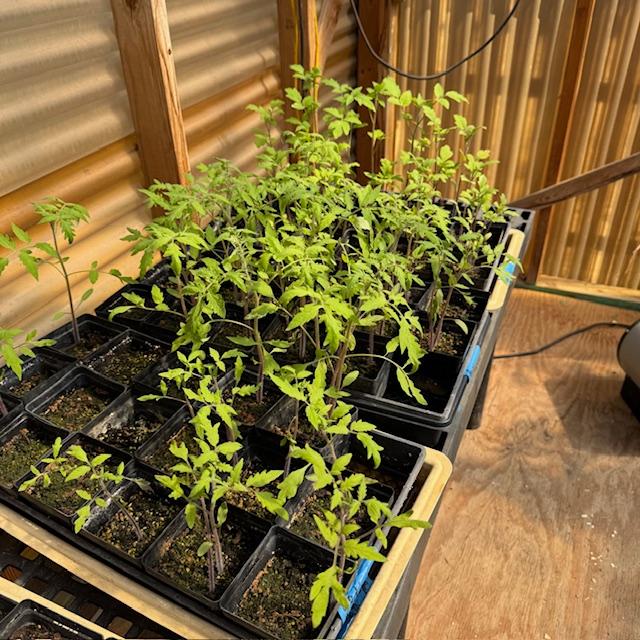 My cherry tomato plants-2 varieties-are doing so well! I can't wait to plant a few and sell the rest-Brad's Atomic Grape and Black Cherry. Yum!