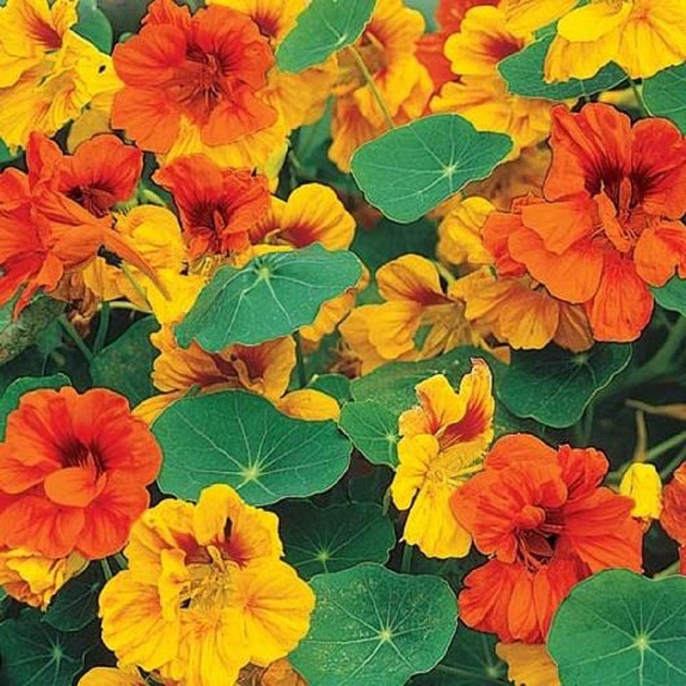 Nasturtiums are pretty flowers to plant next to your vegetables as a trap crop.