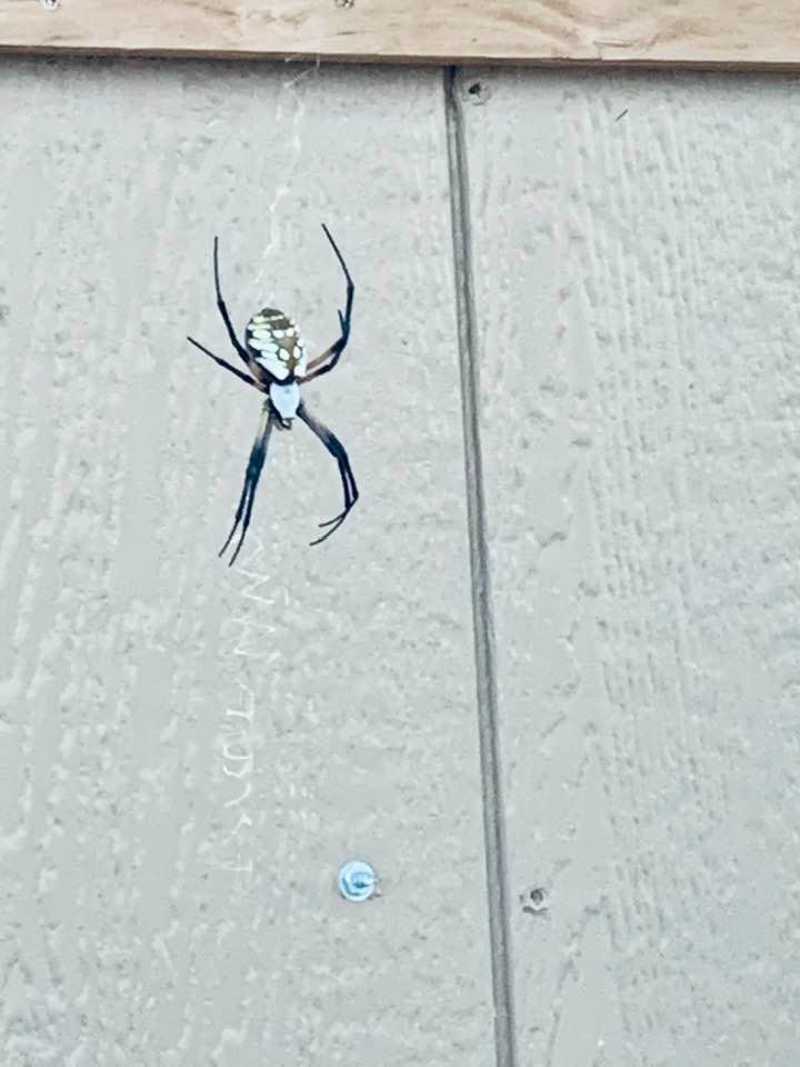 Spiders are popping up all over the farm. This one is keeping guard by my chickens, right on the coop. There are many more spiders this year and each morning I walk into webs.