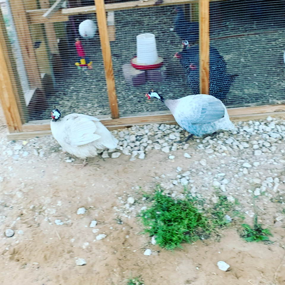 The neighbor guineas have been coming to visit every morning, trying to free our guineas from the chicken coop.