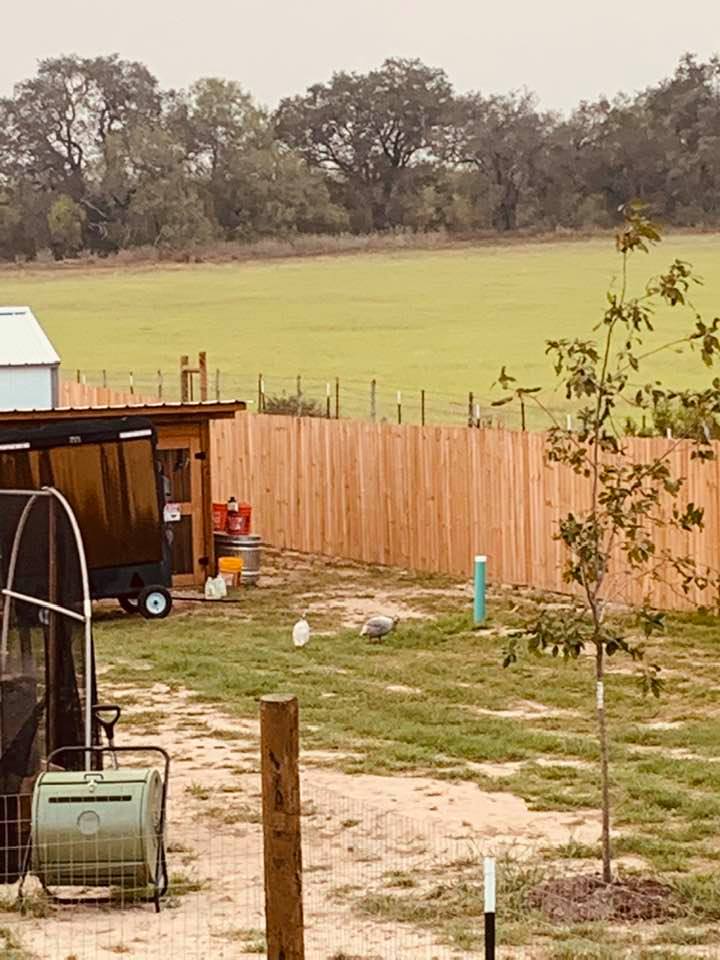 The two neighbor guineas are exploring our yard back by the coop.